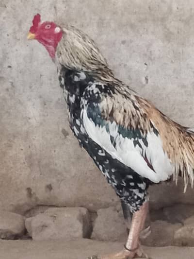 Mainwali Breed