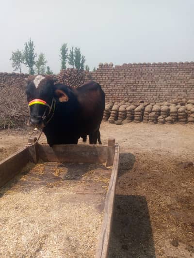 Brahman Bull | bachra | Wacha | Qurbani 2026 | bull For sale