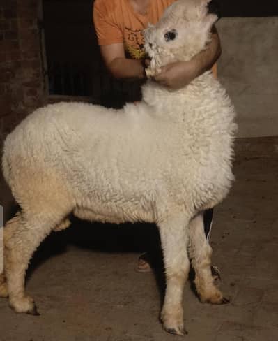 Mundra For Qurbani | 03075039815