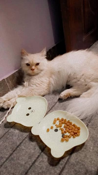 Persian cat