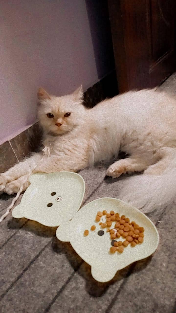 Persian cat 0