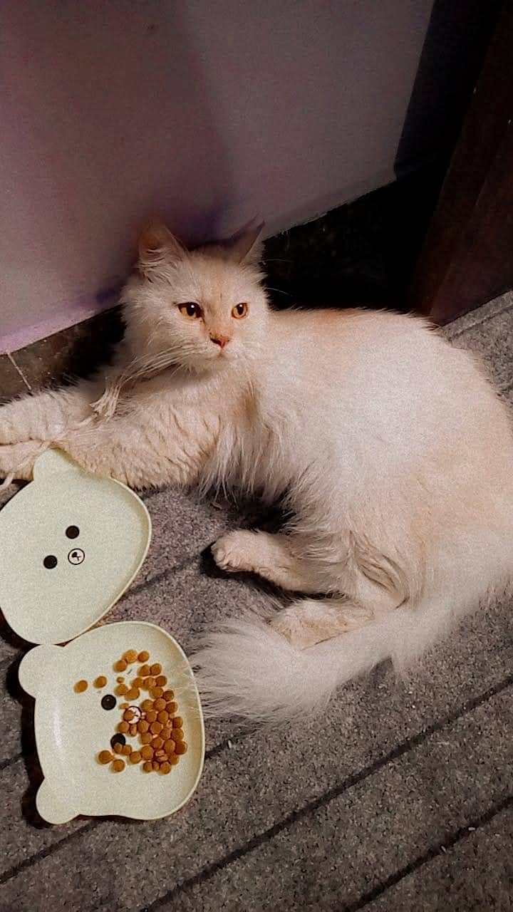Persian cat 1