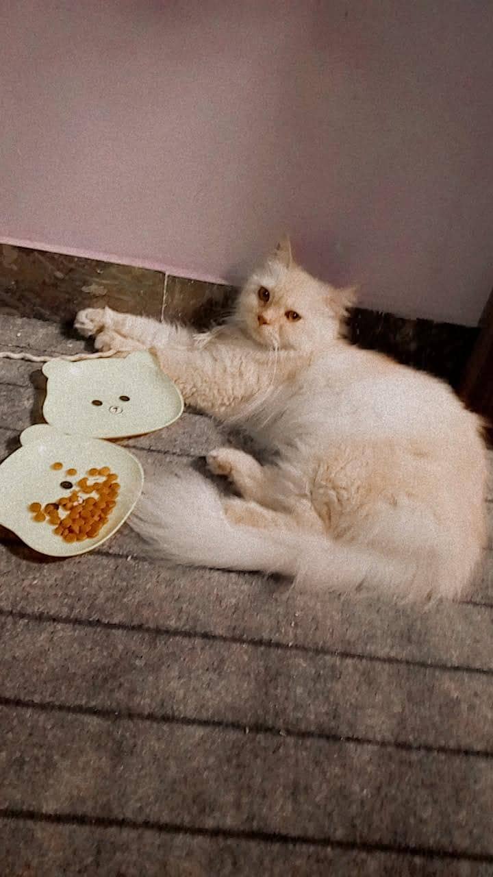 Persian cat 2