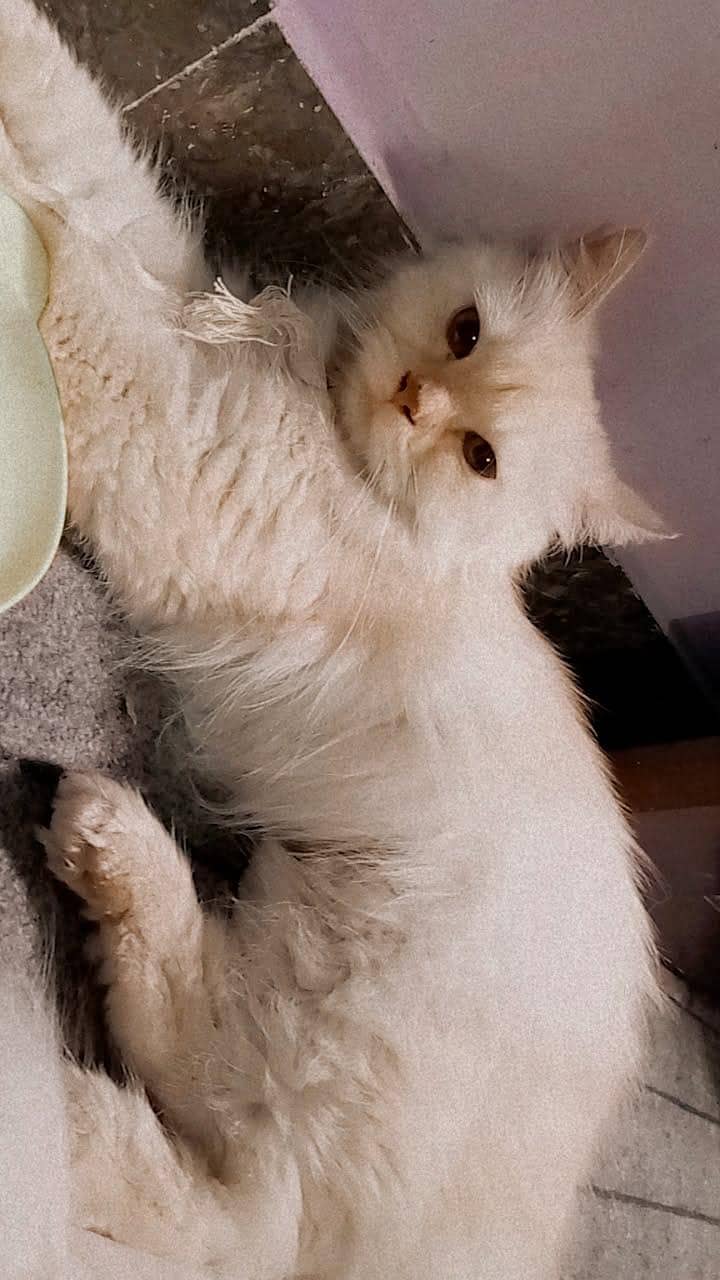 Persian cat 3