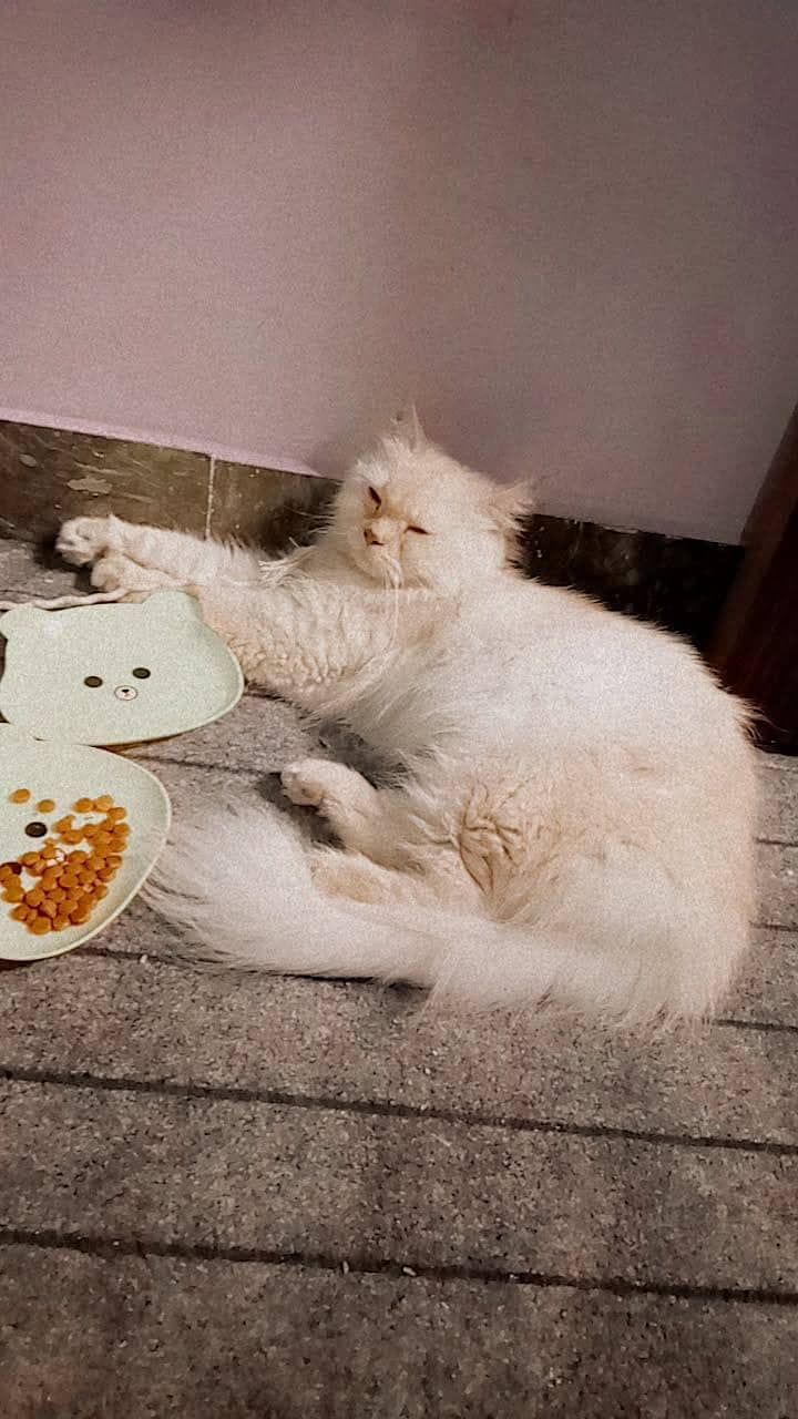 Persian cat 4