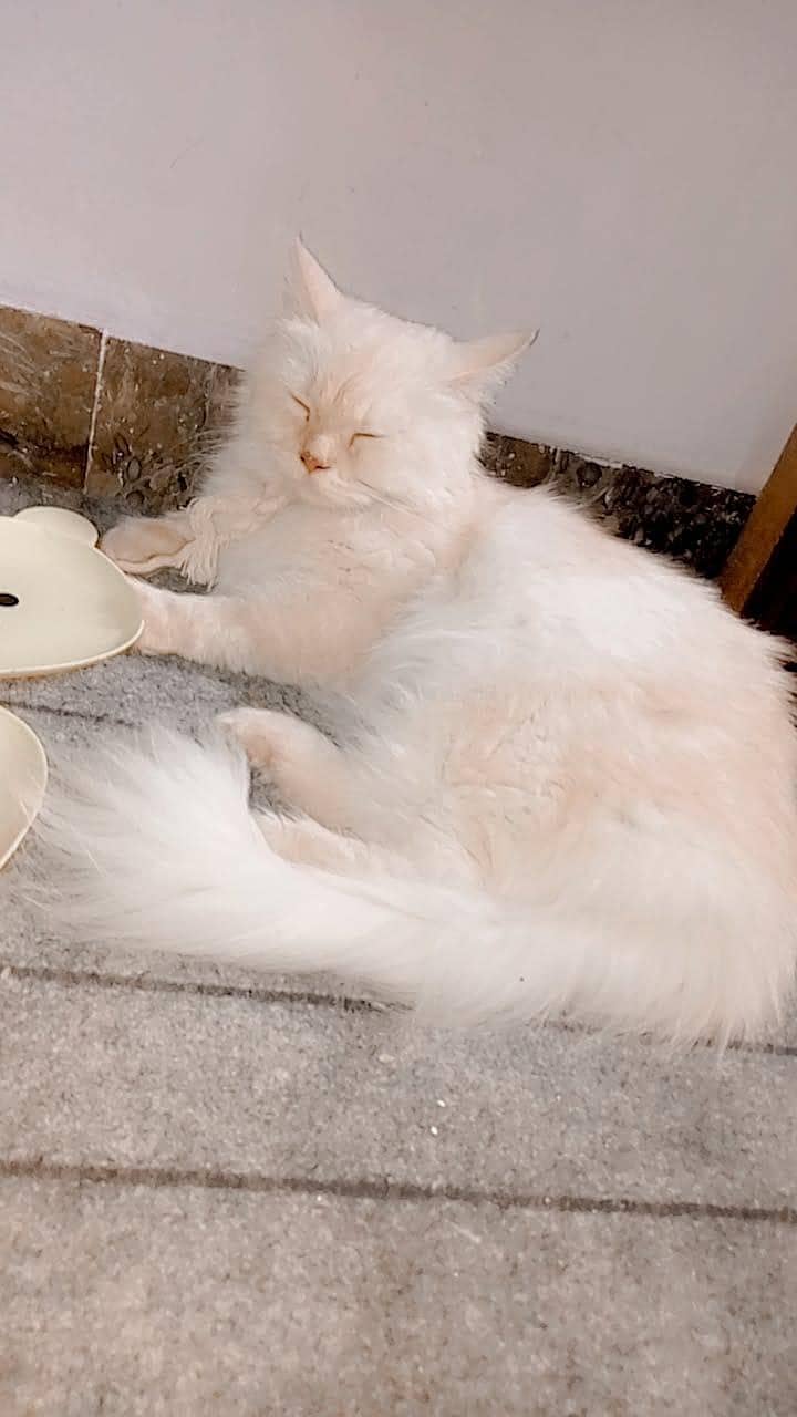 Persian cat 5