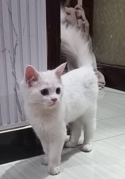 best cat