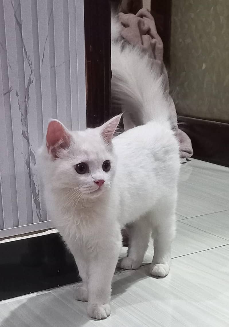 best cat 0
