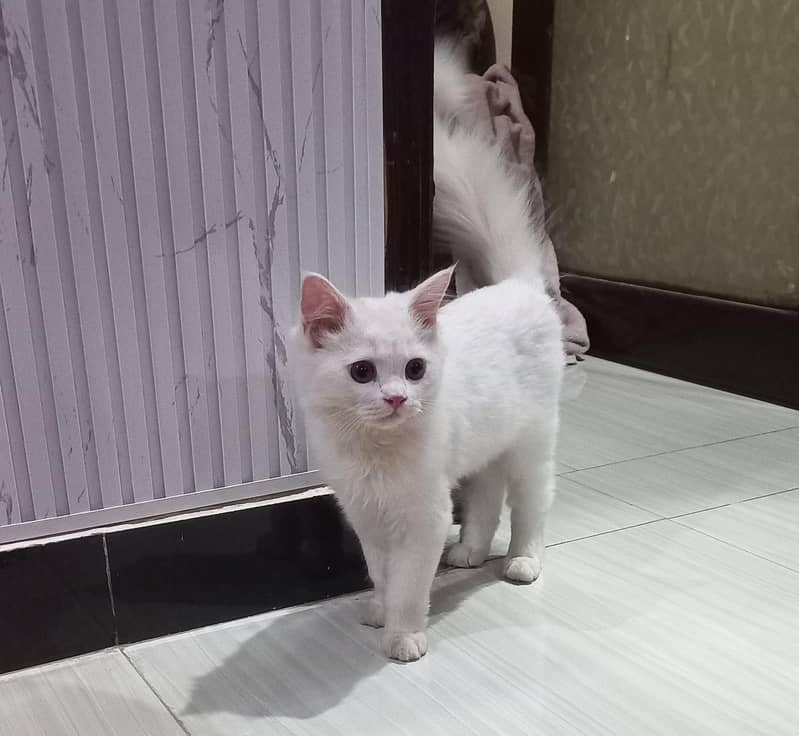 best cat 1