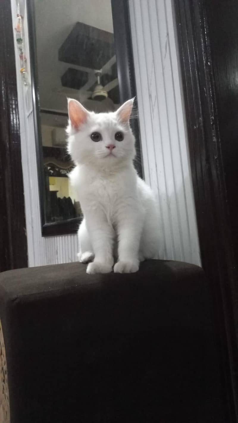 best cat 3