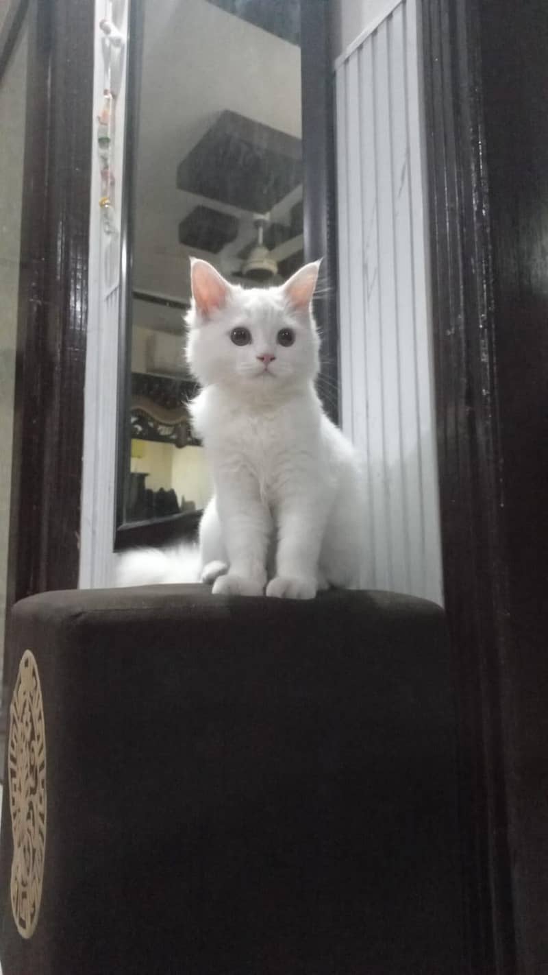 best cat 4