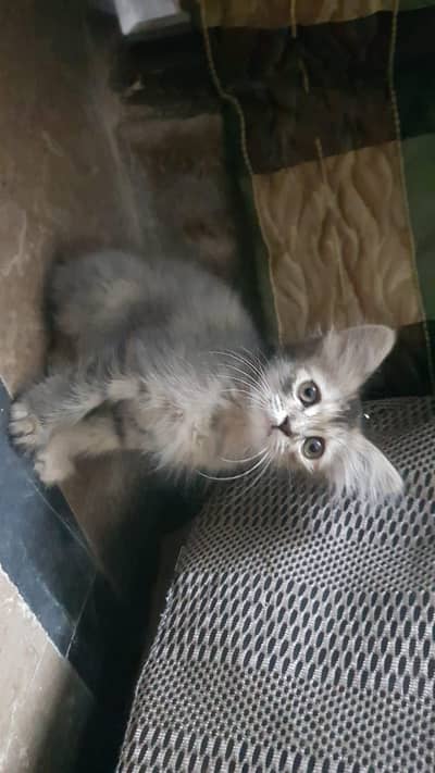 Persion Cat for sale