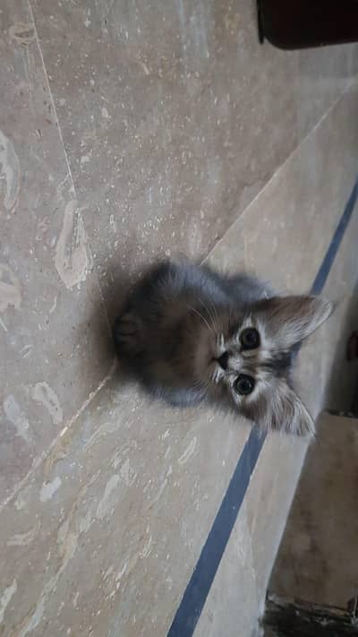Persion Cat for sale