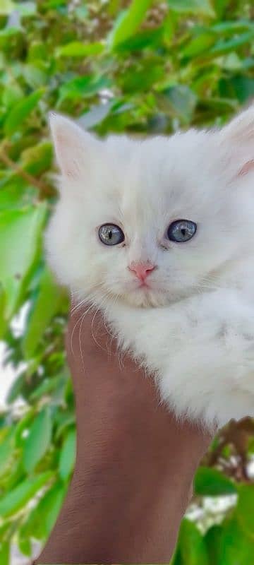pairsian helthy and active kitten for sale