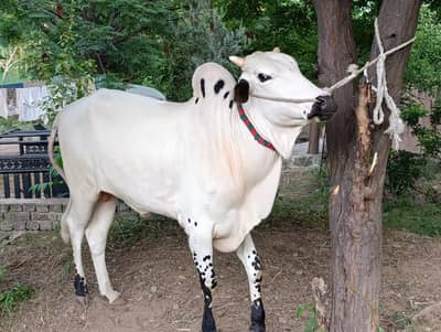 *Donda bull for sell* no. 03145110997