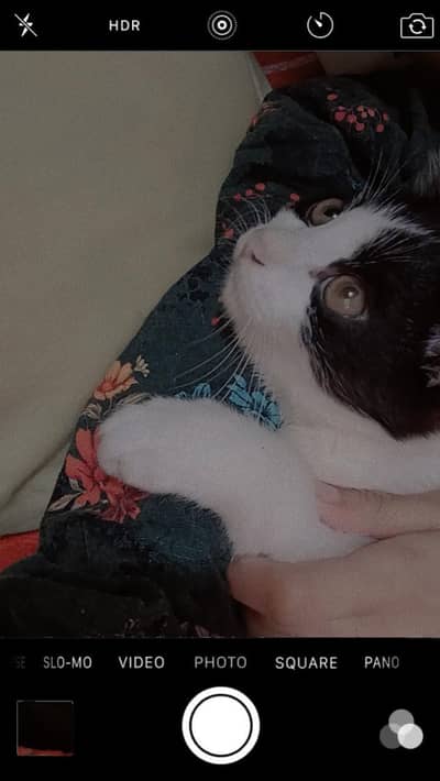i sell my cats