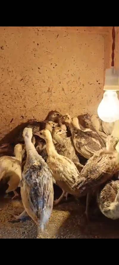 peacock chiks