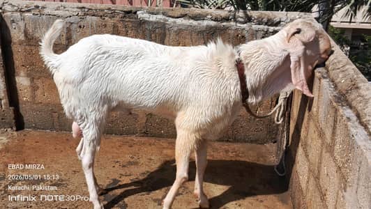 bakra