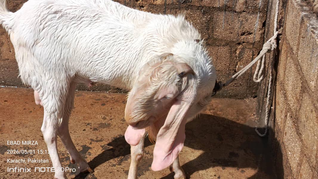 bakra 1