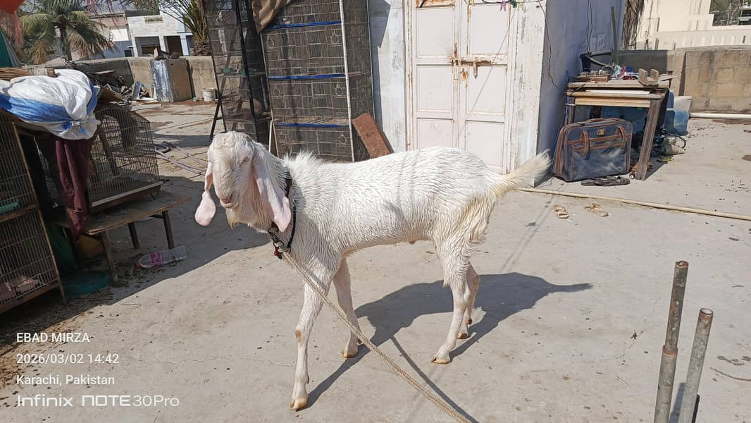 bakra 2