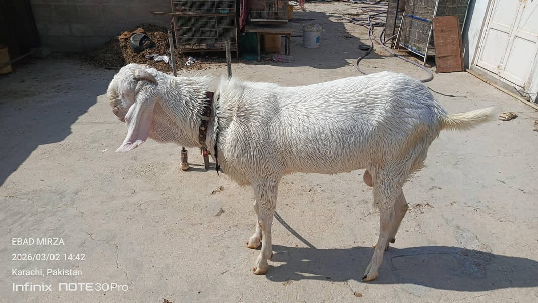 bakra 3
