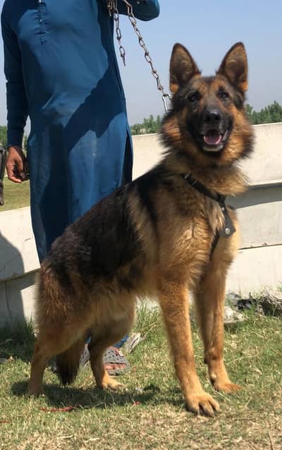 king Shepherd male age 11 month full security guardian for sale