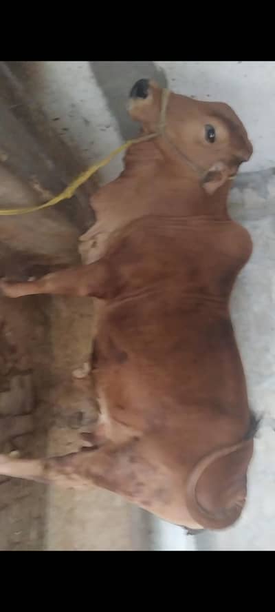 aik pure sahiwal cow for qurbani r aik kheera wacha for sale