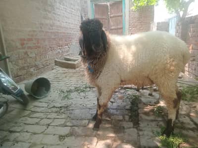 Beautiful sheep for Qurbani