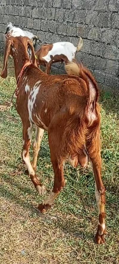 Bakra for sale