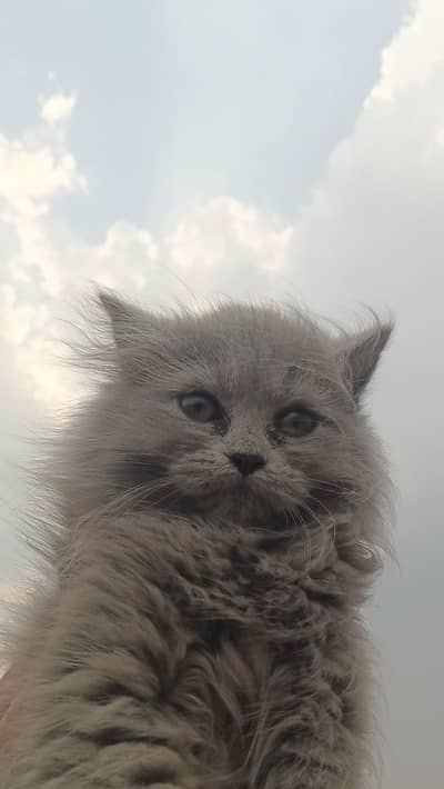triple coated Persian kitten for sale