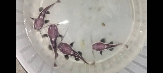 red tail catfish