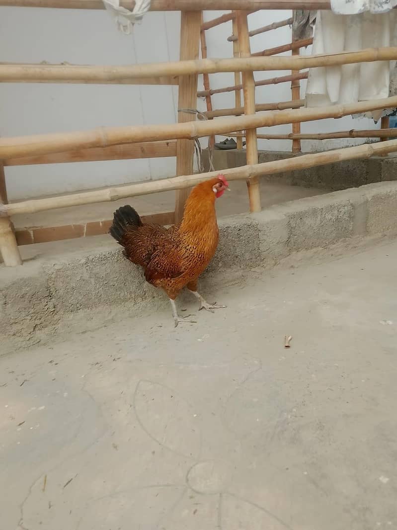 cage available 5