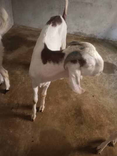 Beautiful Rajanpuri Donda Bakra | 2 Dant Bakra for Sale