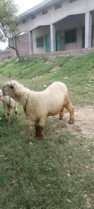 puer mondra lela 2 dant