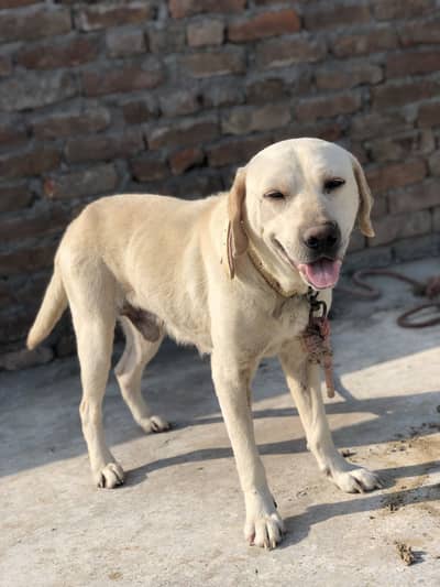 British labrador