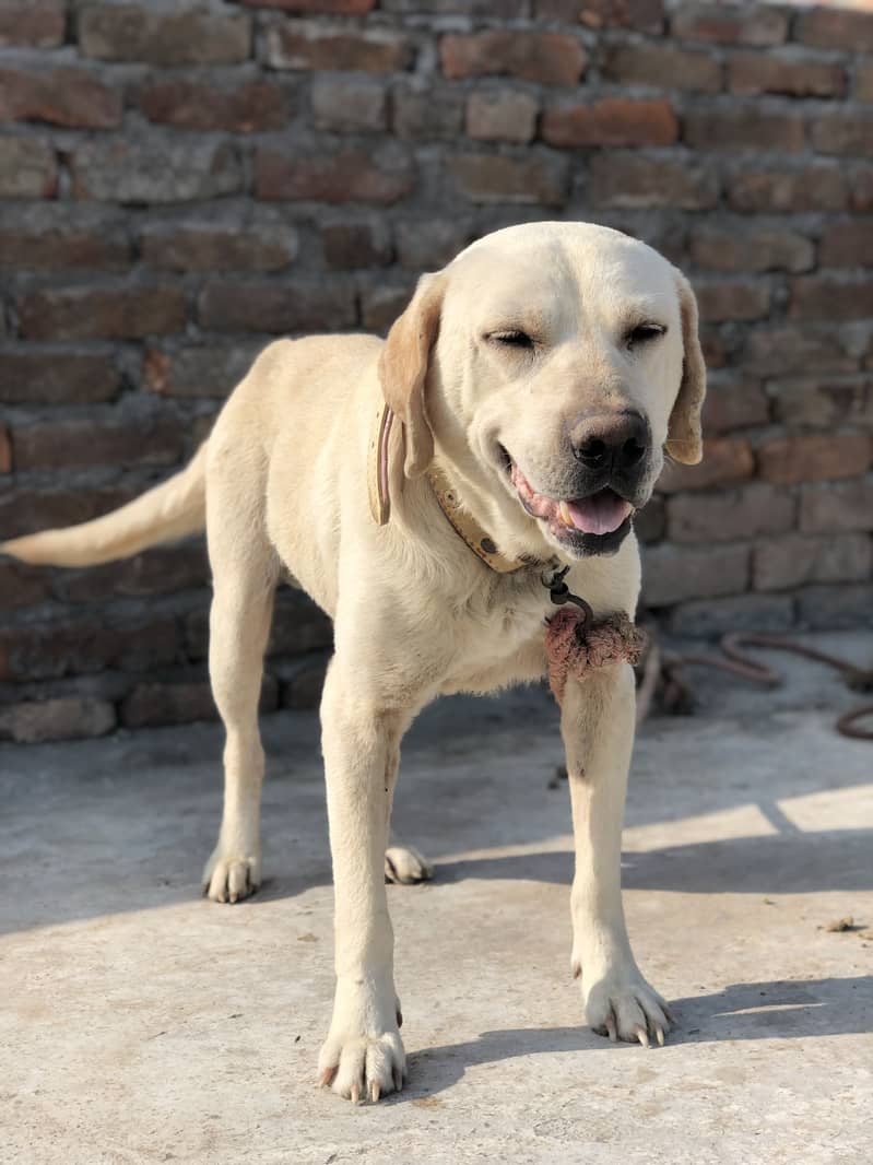 British labrador 1