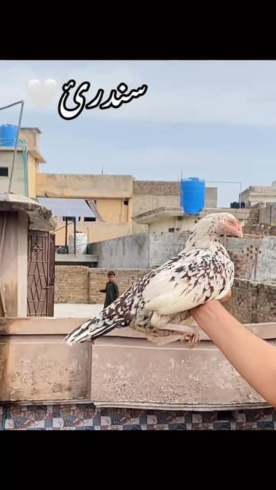 aseel cheeni madi