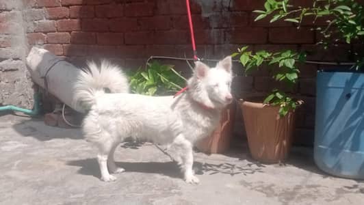 Russian Dog pink Nose Available Healthy And Active