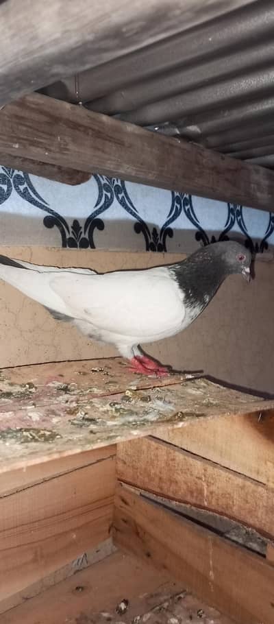 Pigeon For sale