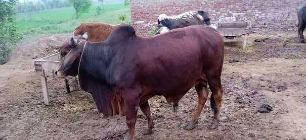 bulls for sale my WhatsApp number 03 45 70 84 4 34