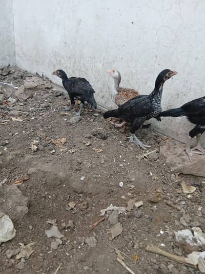 chicks for sale