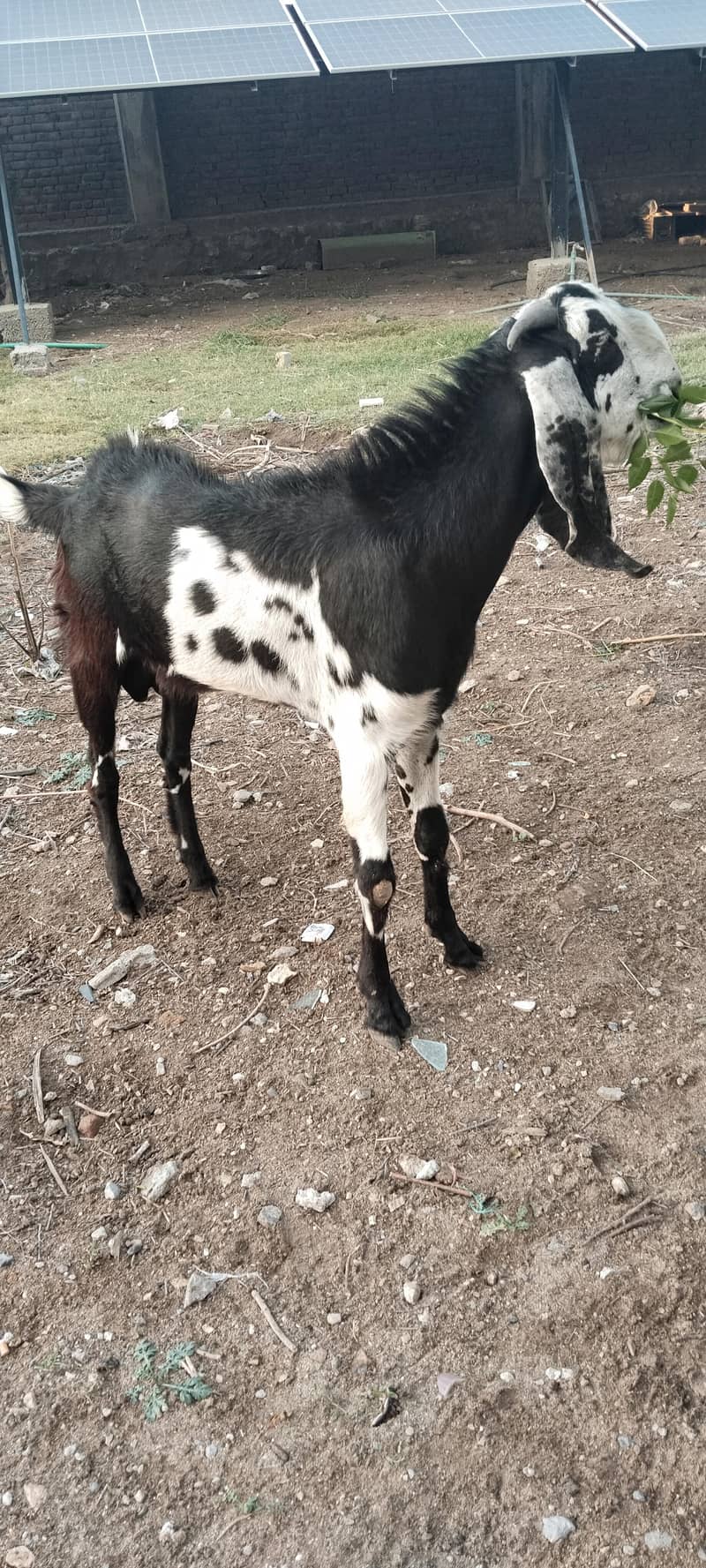 Bakra For Eid 1