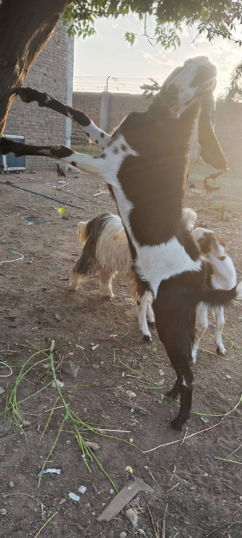 Bakra For Eid 2