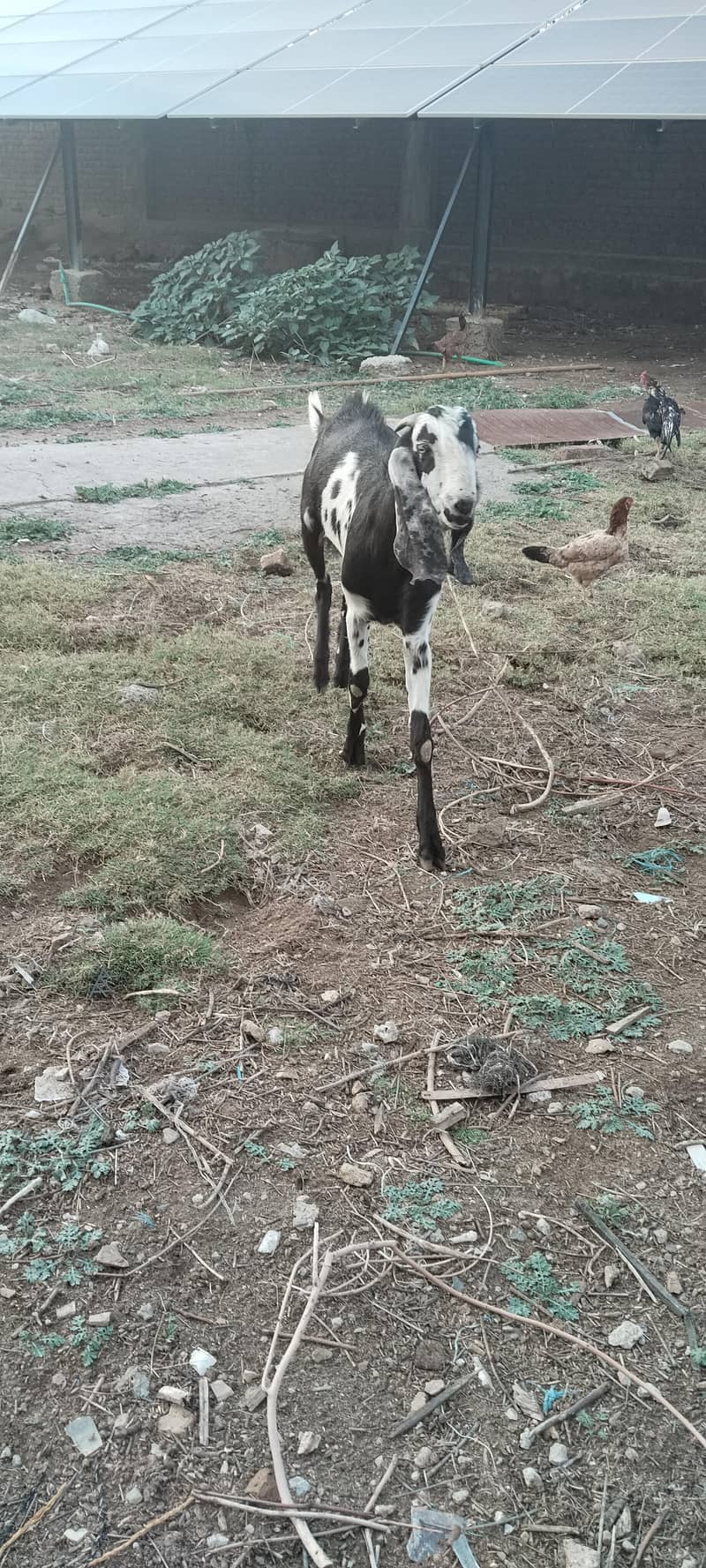 Bakra For Eid 4
