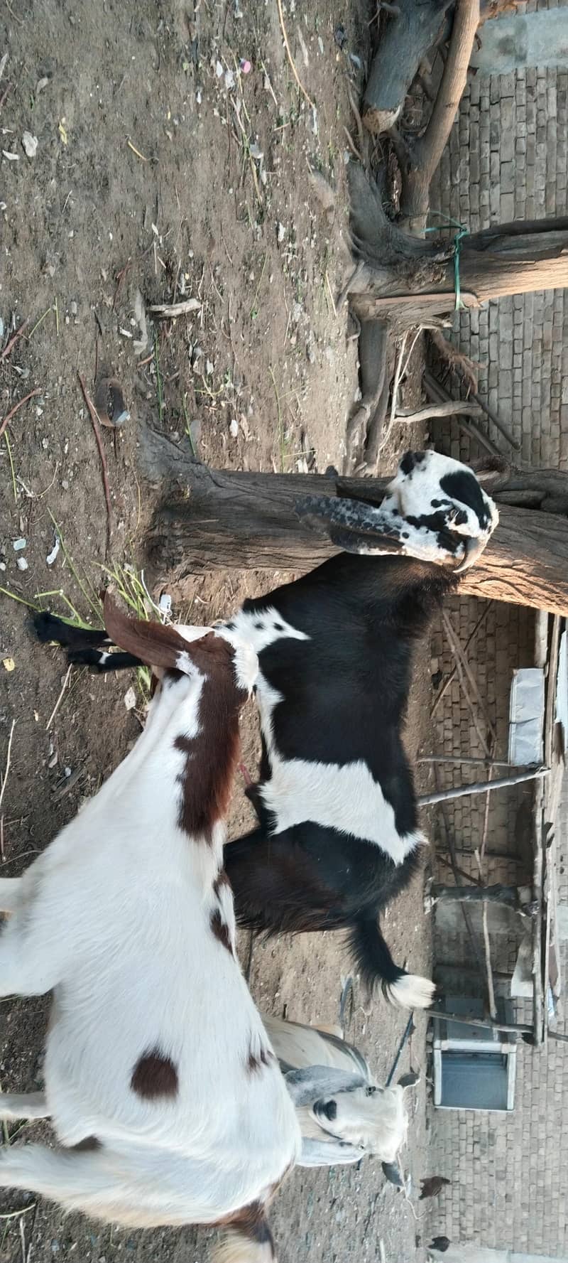 Bakra For Eid 5