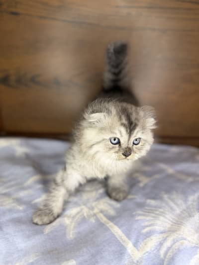 Highland Scottish fold