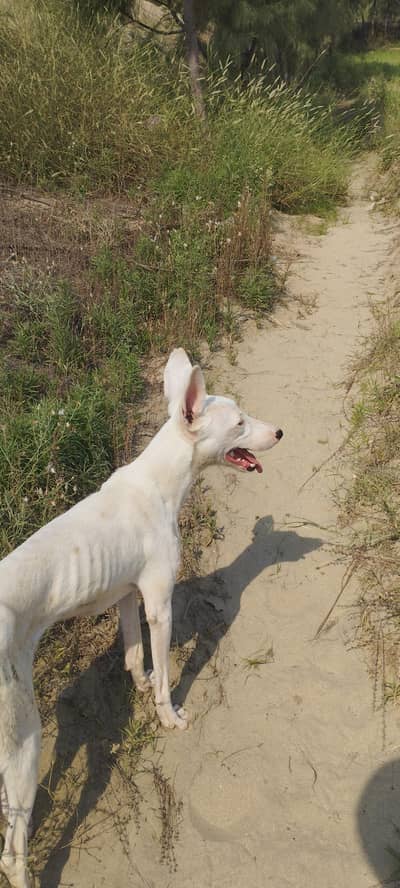 gultair dog pure white