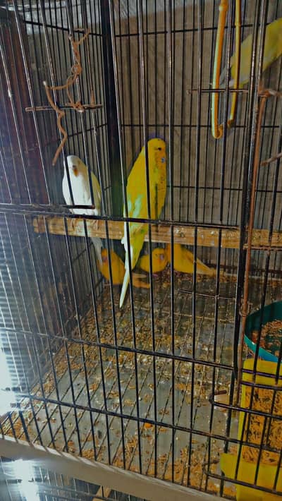 Budgies & love birds