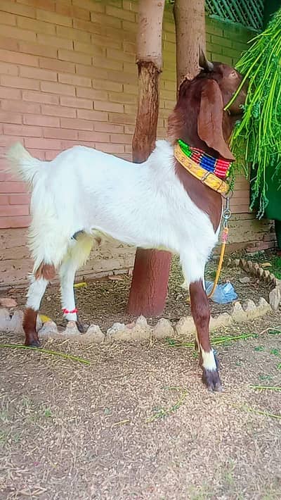 2 Danth Andu Bakra for sale