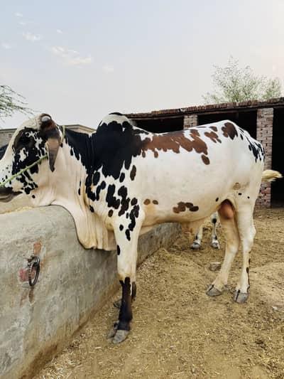 For Qurbani 2026